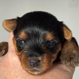Anna - Black and tan female Yorkshire Terrier puppy in Morrison, Colorado from CDA Heavenly Yorkies