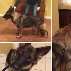 Baylee - German Shepherd