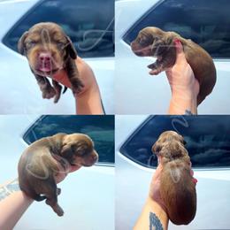 Finley - Chocolate and tan female Dachshund puppy in Quitman, Mississippi from S-and-A Kennels