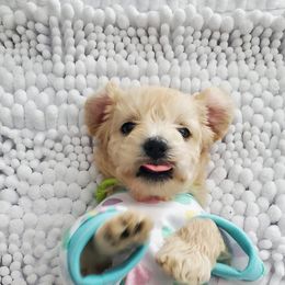 Girl 2 - Schnoodle puppy in Leitchfield, Kentucky from Eveleigh Acres Puppies