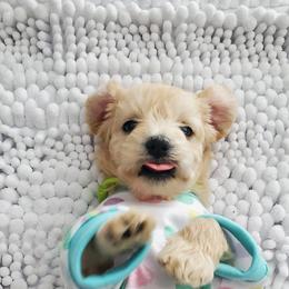 Girl 2 - Schnoodle puppy in Leitchfield, Kentucky from Eveleigh Acres Puppies