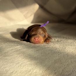 Maple - Chocolate and cream female Dachshund puppy in Phoenix, Arizona from Lengthydog.co