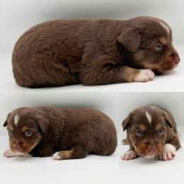 Red tri female 2 - Red tri female Miniature Australian Shepherd puppy in Brooker, Florida from Honey, I Shrunk the Aussies