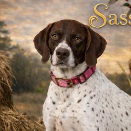 Sassy - German Shorthaired Pointer