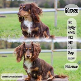 Nova - Dachshund