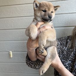 Shiba Inu Puppies from Shinin Shibas