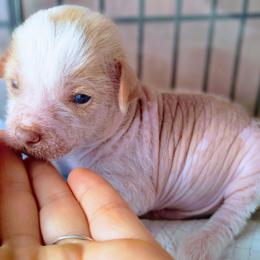 Joy - White male Chinese Crested puppy in Frederick, Maryland from Lovable Cresteds