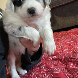 "Purdy- Female-Blue Merle-$1200" Australian Shepherd Puppies from 101 Aussies