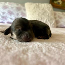 Henry - Cream male Dachshund puppy in Temecula, California from Naomi Magee's Dachshund Kennel