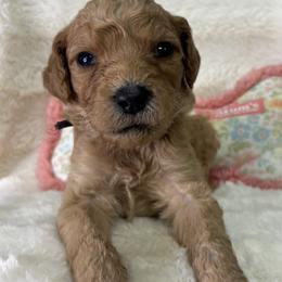Dakota - Red  male Goldendoodle puppy in Cleveland, Georgia from The O.G. Doodles