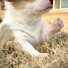 Pembroke Welsh Corgi Puppies from Diamond G Corgis