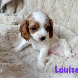 Louise - Blenheim female Cavapoo puppy in Calumet, Oklahoma from H&H Cavapoos