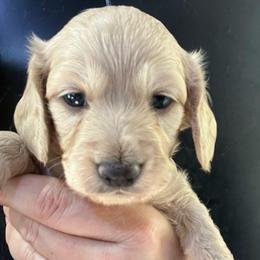 Brad - Cream male Dachshund puppy in Bigfork, Minnesota from Dachshunds Up North