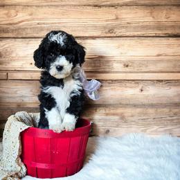 Gamora - Black and white female Sheepadoodle puppy in Ashton, Idaho from Kerr Kanine Ranch