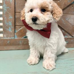 Red collar - Parti male Goldendoodle puppy in Calico Rock, Arkansas from Cottrell’s Poodles & Doodles