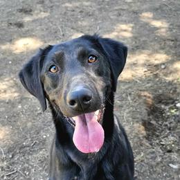 Labrador Retriever puppies from Ridgeline Retrievers