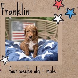 Franklin - Red  male Goldendoodle puppy in Zeeland, Michigan from Dandelion Lane Doodles