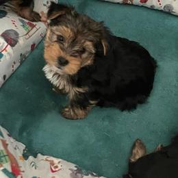 Babyface - Black and tan male Yorkshire Terrier puppy in Beavercreek, Ohio from The Yorkie Den, LLC