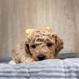 Percy - Cream male Maltipoo puppy in Tolono, Illinois from The Golden Rule Doodles and Poos