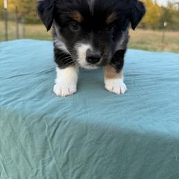 Electra - Black tri female Miniature American Shepherd puppy in Point, Texas from Circle J Miniature American Shepherds