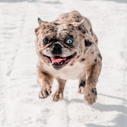 Frank - French Bulldog