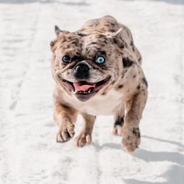 Frank - French Bulldog
