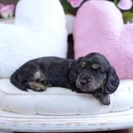 UGGS - Reserved - Brindle female Dachshund puppy in Graceville, Florida from Misty's 101 Doxies