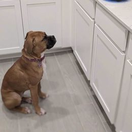 Boxer Puppies from Starlight Boxer Corner