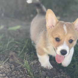 Boy 1 - Red Pembroke Welsh Corgi puppy in Solano County, California from Early Spring Corgis