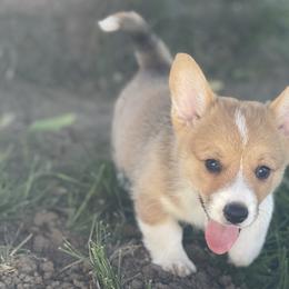 Boy 1 - Red Pembroke Welsh Corgi puppy in Solano County, California from Early Spring Corgis