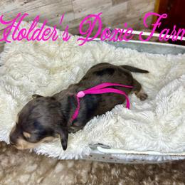 Riley - Dapple female Dachshund puppy in Atwood, Oklahoma from Holder’s Doxie Farm