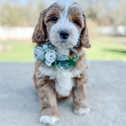 Boujee - Goldendoodle