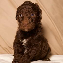 Cupid (Black Collar) - Chocolate male Goldendoodle puppy in Palmetto Bay, Florida from SOMIDOODLES