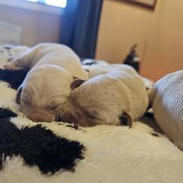 Boy 2 - male Labrador Retriever puppy in Helena, Montana from Whistling Wings Retrievers, LLC.