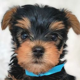 Yorkshire Terriers from RomanYork