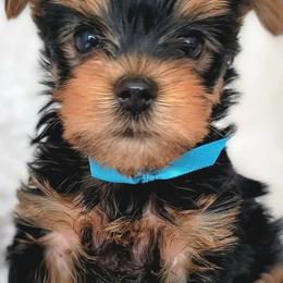 Yorkshire Terriers from RomanYork