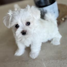 Maltese puppies from minipupps