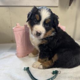 Green - Black rust and white female Bernese Mountain Dog puppy in Delton, Michigan from Rocky Top Acres