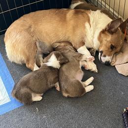 Pembroke Welsh Corgi Puppies from Sweet Bailey and The Corgi Babes