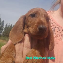 Red wirehaired boys - Red male Dachshund puppy in Cheney, Washington from Nouvelle Standard Dachshunds