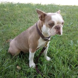 Sahara - Boston Terrier