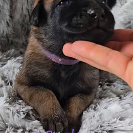 Teeze's Purple - Mahogany female Belgian Malinois puppy in Berry, Alabama from North River k9