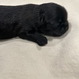 Shih Tzu Puppies from Moore Shih Tzus