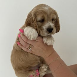 Cockapoo puppies from Cookie Cocker Farms