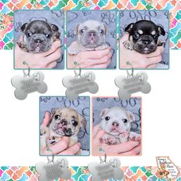 French Bulldog, Shetland Sheepdog, Yorkipoo, and Yorkshire Terrier Puppies from Ioney's Southern Paws Shelties, Frenchies, and Yorkies