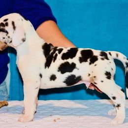 Great Dane Puppies from YK Great Danes