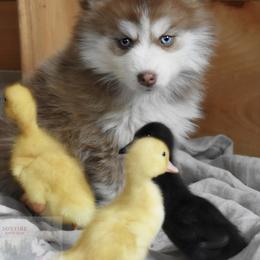 Pomsky Puppies from Foxfire Arctic Spitz