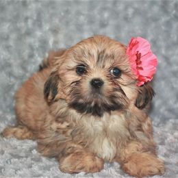 Shih Tzu Puppies from Gypsy Breeze Kennels