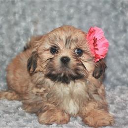 Shih Tzu Puppies from Gypsy Breeze Kennels