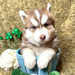 Summit - Red and white male Siberian Husky puppy in Vail, Iowa from Homegrown Huskies